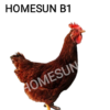 30 PZAS HUEVO FÉRTIL RHODE ISLAND RED
