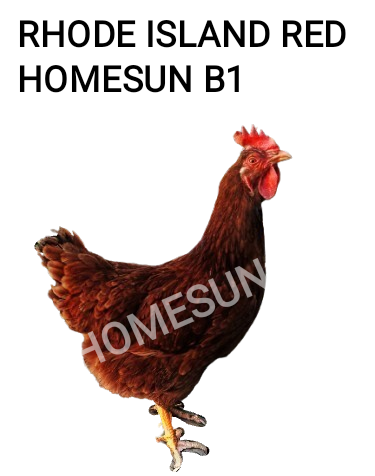 30 PZAS HUEVO FÉRTIL RHODE ISLAND RED