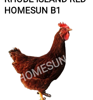 20 PZAS Huevo fértil raza Rhode Island Red (Homesun)
