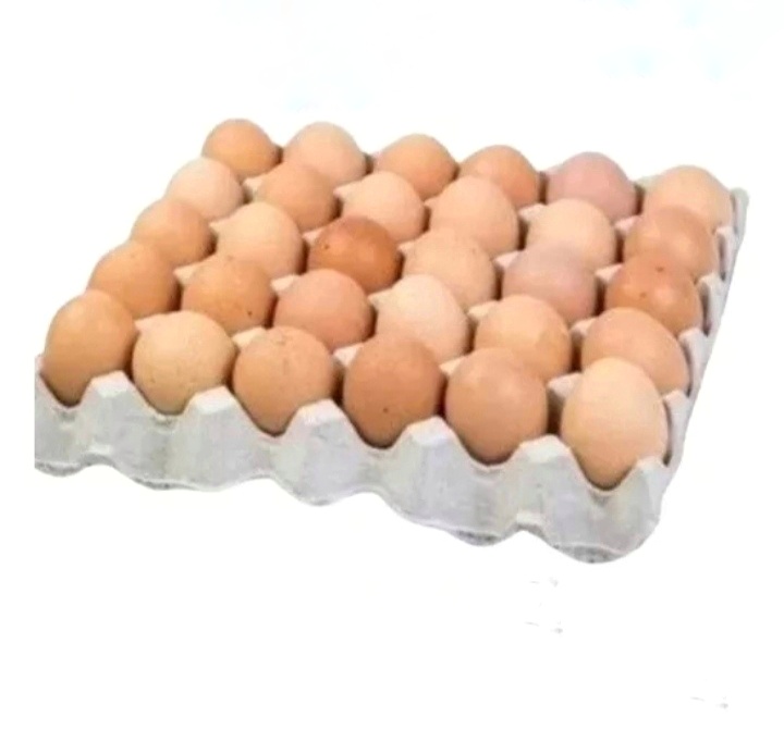 20 PZAS Huevo fértil raza Rhode Island Red (Homesun)