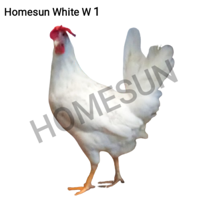 30 PZAS HUEVO FÉRTIL LEGHORN