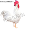 20 PZAS HUEVO FÉRTIL LEGHORN